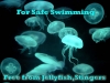 jellyfish-best-x-1-copy